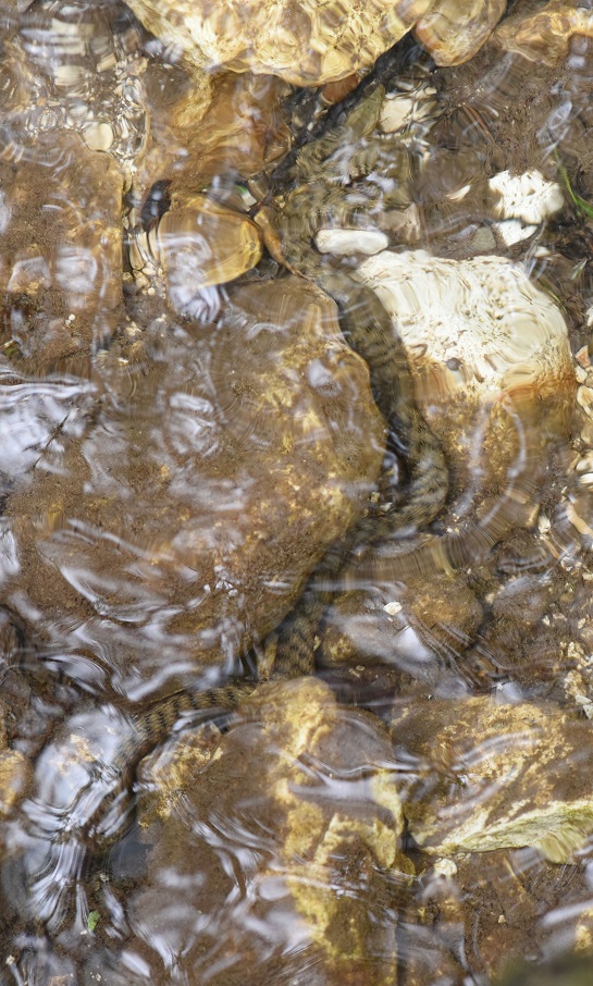 Natrix tessellata